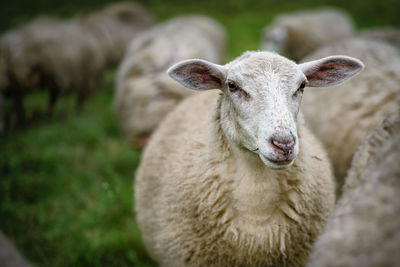 Close-up portrait of sheep