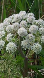 Close-up of white flowers blooming outdoors