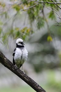 Close-up of bird perching on branch