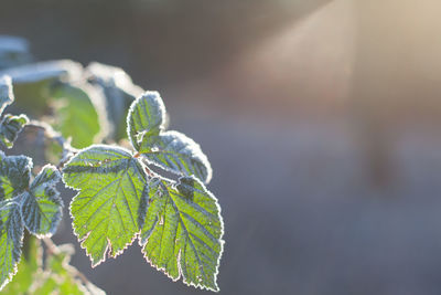 Close-up of frozen plant during winter