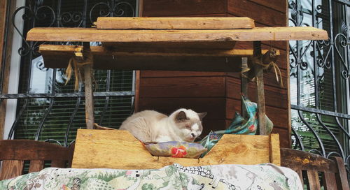 Close-up of cat relaxing in wooden hut