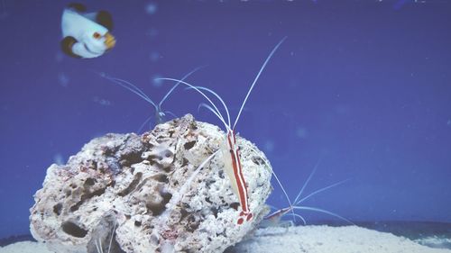 Fish and marine shrimps in tank at aquarium