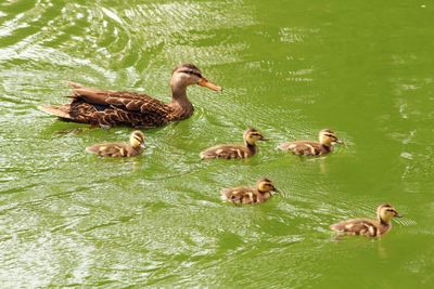 High angle view of ducks in lake