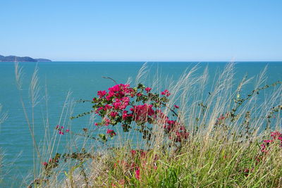 Red flowers growing by sea against clear blue sky