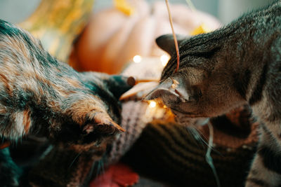 Close-up of a dog eating