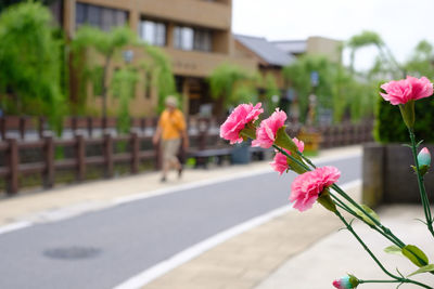 Close-up of pink flowering plant by road in city