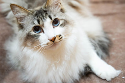 Close-up portrait of a cat