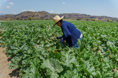 Rear view of woman standing amidst flowering plants on field