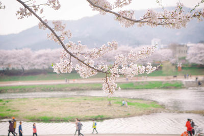 View of cherry blossom tree in park