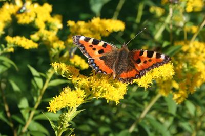 Close-up of butterfly pollinating on flower