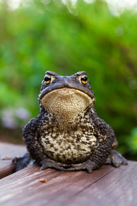 Close-up of lizard sitting outdoors