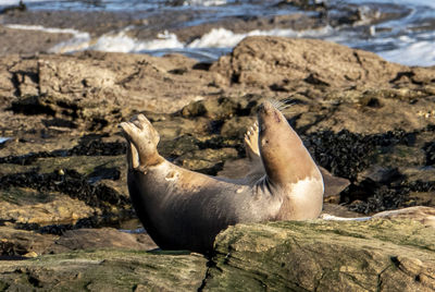 On the rocks