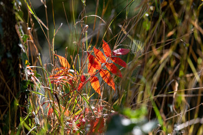 View of red flowering plants