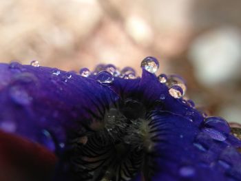 Close-up of water drops on purple flower