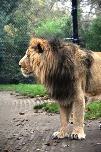 Lion standing in a footpath