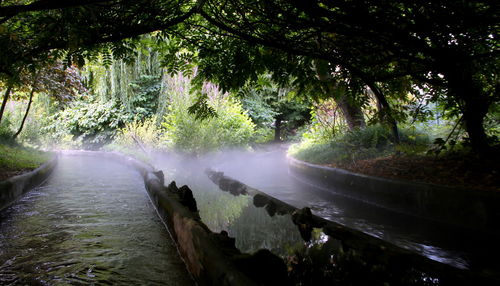 Scenic view of lake in forest