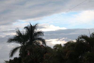 Low angle view of coconut palm trees against sky