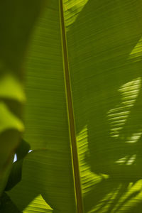 Close-up of green leaves on plant