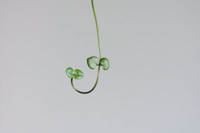 Close-up of plant against white background