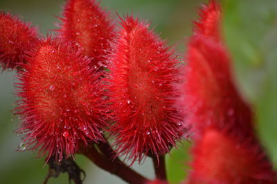 Close-up of red flower