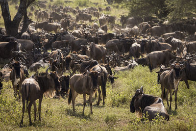 Horses in a field