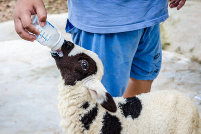 Midsection of man feeding milk to lamb