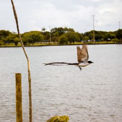 View of a bird flying over water