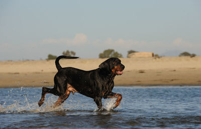 Dog on beach against sky