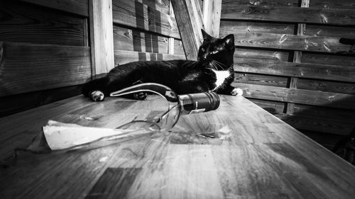 Cat lying on floor at home