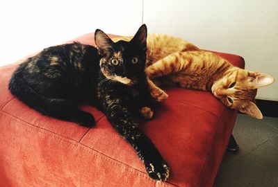 High angle view of cats resting on red seat