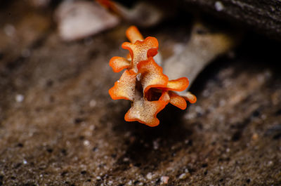 Close-up of orange mushroom on field