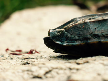 Close-up of lizard on rock