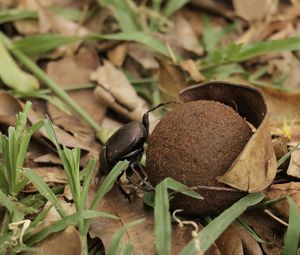 Close-up of a turtle on field