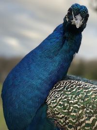 Close-up of peacock perching