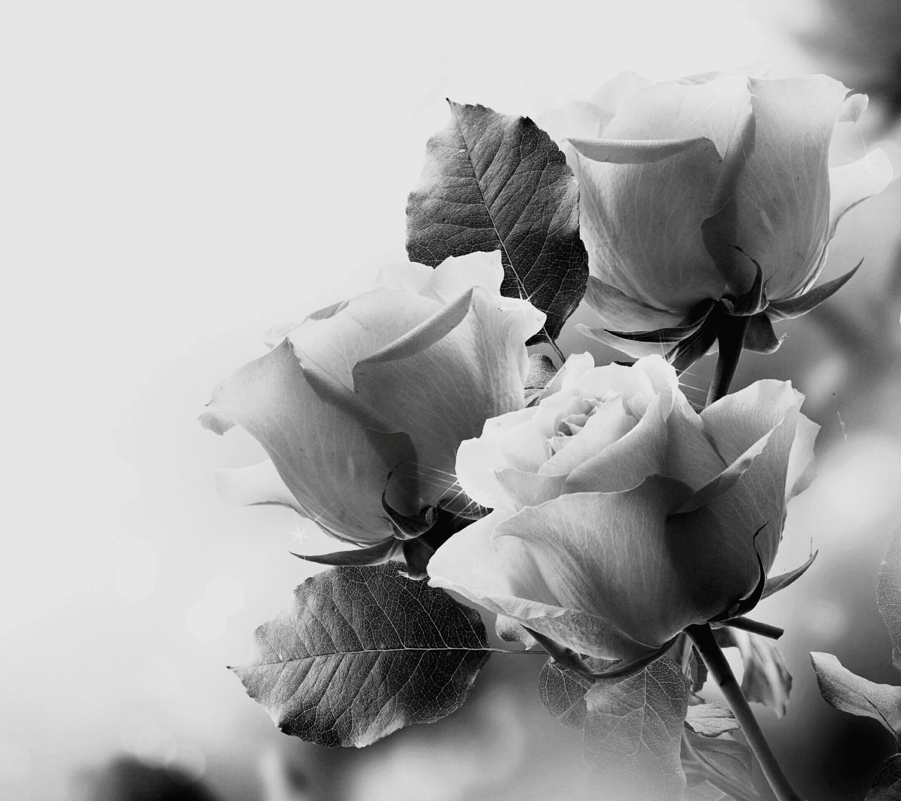 flower, nature, indoors, no people, plant, fragility, close-up, flower head, freshness, beauty in nature, white background, day