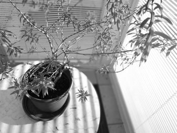 Close-up of potted plant hanging on tree