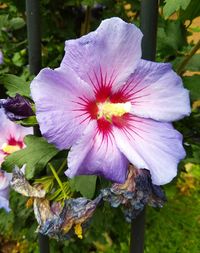 flowering plant