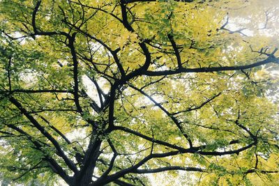 Low angle view of trees