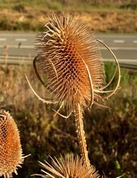 Close-up of dry thistles plant on field