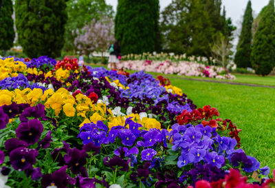 Close-up of fresh purple flowers in park