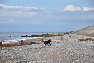 View of dog on beach