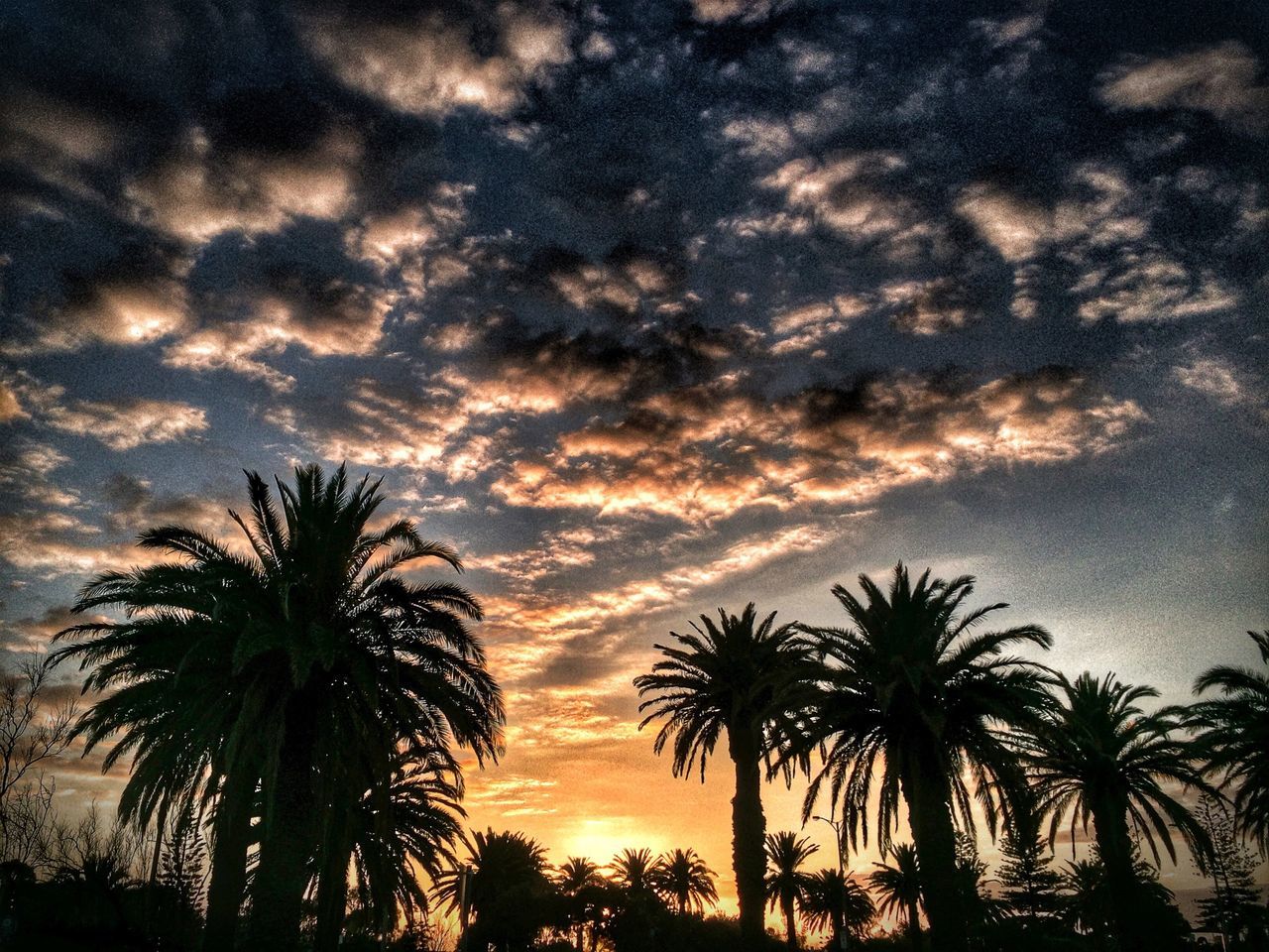 palm tree, silhouette, sky, tree, sunset, beauty in nature, tranquility, scenics, low angle view, cloud - sky, tranquil scene, nature, growth, cloud, idyllic, cloudy, dusk, dramatic sky, outdoors, coconut palm tree