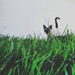Cat looking away