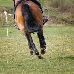 Horse running on field