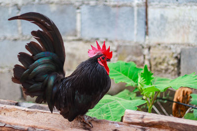 Rooster in zoo