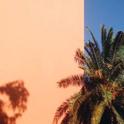 Low angle view of palm tree against clear sky