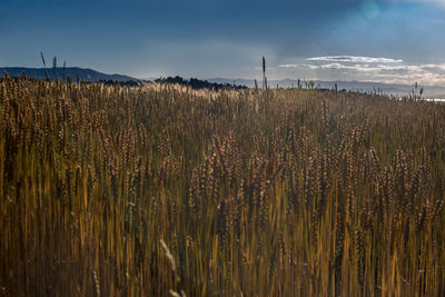 Crops growing on field against sky