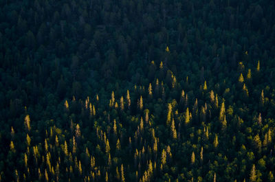 High angle view of pine trees in forest