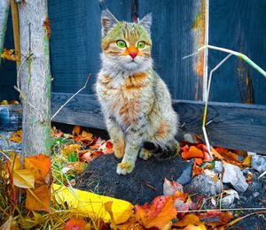 Portrait of a cat