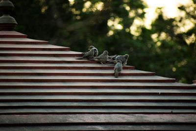 Low angle view of lizard on steps